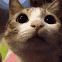 QQ201711271234555df378e2e2309eee.gif