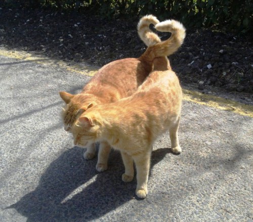 相恋的猫猫1