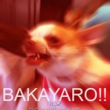 BAKAYARO71a53af94cd07011