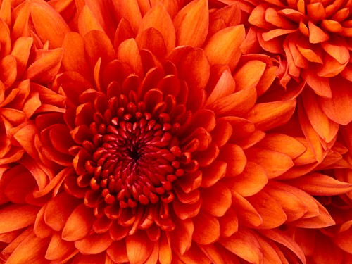 Chrysanthemum4457542c54e694c4.jpg
