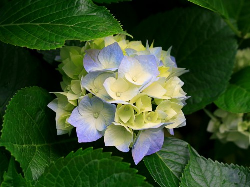 Hydrangeas2e72444cd8bddd8a.jpg