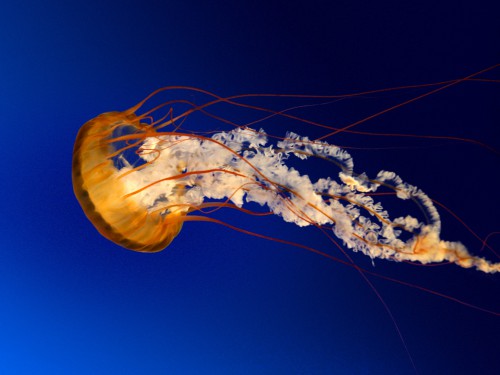 Jellyfishf018910c380456b7.jpg