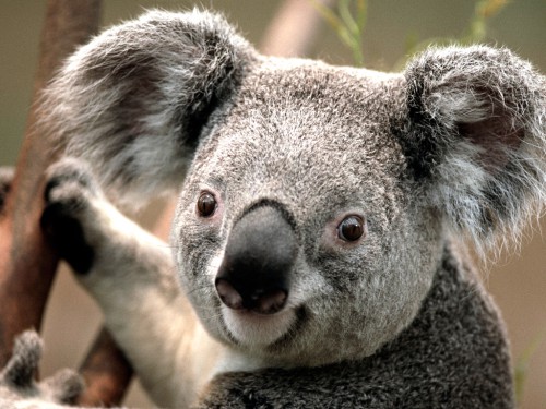 Koalaedb4a4a1e1a351fe.jpg