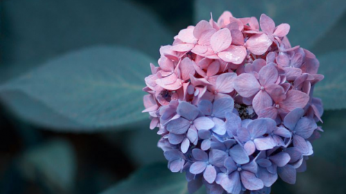 2花