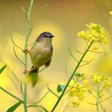 caihua311-110b73bb97765c1dd