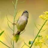 caihua311-293454b9d303d639a