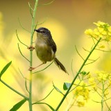 caihua311-3e529e63252bfac2c