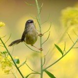 caihua311-4f8daba0d59d23ef7