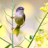 caihua311-5e1c8523652e2afb5