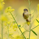 caihua311-67334402e39297951