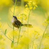 caihua311-77af38a2d9a0bf339