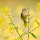 caihua311-8fc432a1fc9a25423