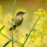 caihua31186d982dddc920828