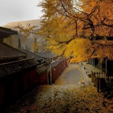 lingyinsi547-545c3268a45a7be92d