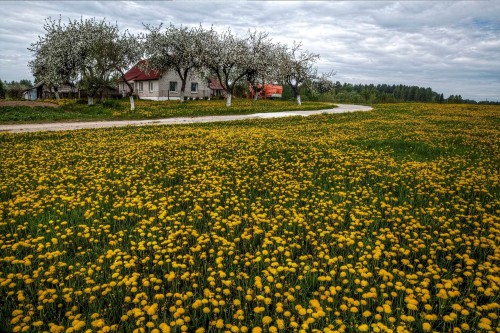 dadihua52 (95)