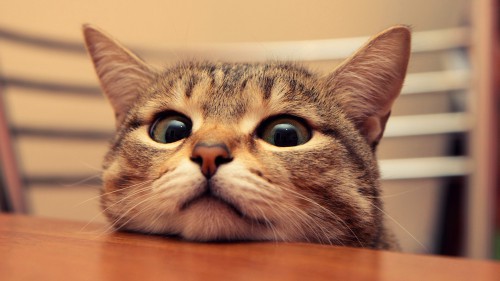 820693-funny-cataaa9ebdc6f431dde.jpg