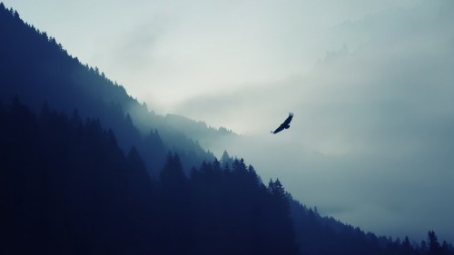 nature_mountain_eagle_fog_landscape_ultrahd_4k_wallpaper_3840x21600b2751f4c7b198f6.jpg