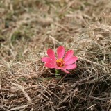IMG_2978b76dda68b35fb062