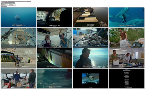 Sharkwater.Extinction.2018.BluRay.iPad.1080p.AAC.x264-LHD.mp4c69ca27adc795298.jpg